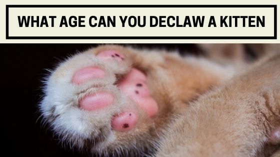 What Age Can You Declaw A Kitten The Kitty Expert