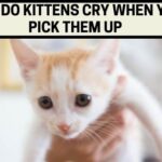 Why do Kittens Cry When You Pick Them Up