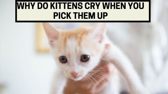 Why do Kittens Cry When You Pick Them Up