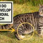 When do Cats Develop Primordial Pouch