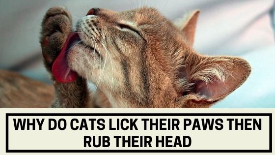Why Do Cats Lick Their Paws Then Rub Their Head