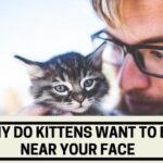 Why do Kittens Want to Be Near Your Face