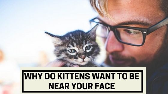 Why do Kittens Want to Be Near Your Face