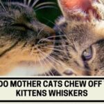 Why Do Mother Cats Chew Off Their Kitten’s Whiskers