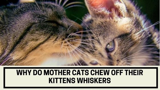 Why Do Mother Cats Chew Off Their Kitten’s Whiskers