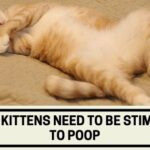 Why Do Kittens Need to Be Stimulated to Poop