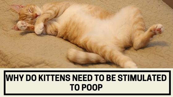 Why Do Kittens Need to Be Stimulated to Poop