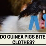 Why do Guinea Pigs Bite Your Clothes