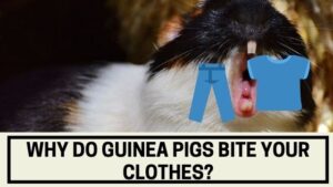 Why do Guinea Pigs Bite Your Clothes
