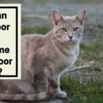 Can an Outdoor Cat Become an Indoor Cat?