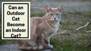 Can an Outdoor Cat Become an Indoor Cat?