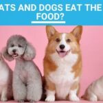 Can Cats and Dogs Eat the Same Food?
