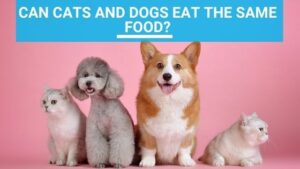 Can Cats and Dogs Eat the Same Food?
