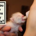 Can You Give Kittens Baby Formula?