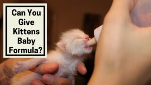 Can You Give Kittens Baby Formula?