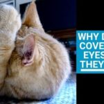 Why do Cats Cover Their Eyes When They Sleep
