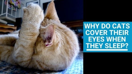 Why do Cats Cover Their Eyes When They Sleep