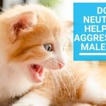 Does Neutering Help with Aggression in Male Cats?