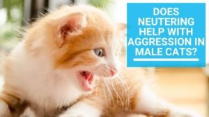 Does Neutering Help with Aggression in Male Cats?