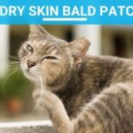 Cat Dry Skin Bald Patches