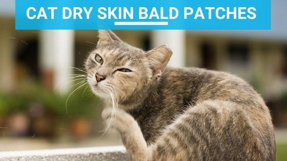 Cat Dry Skin Bald Patches