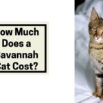 How Much Does a Savannah Cat Cost?