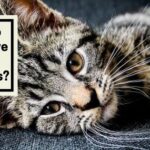 Why do Cats Have Long Whiskers