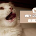 Why do cats ekekek