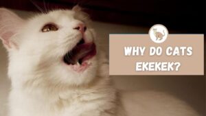 Why do cats ekekek