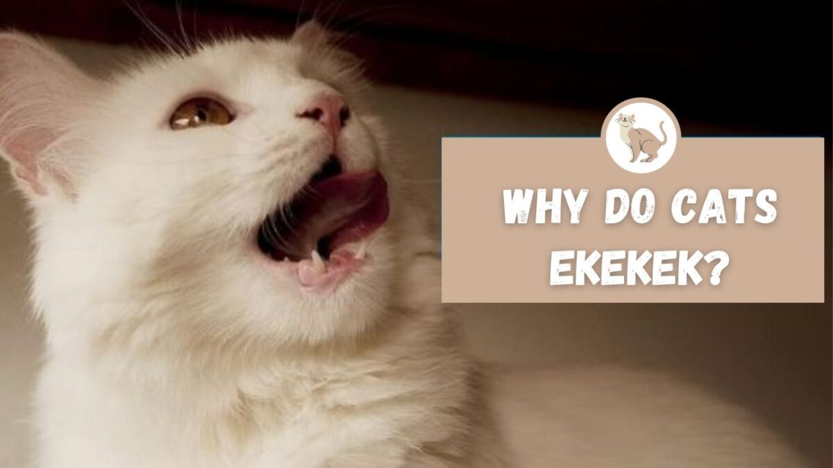 Why Do Cats ekekek? - The Kitty Expert