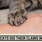 Why do Cats Dig Their Claws Into You?