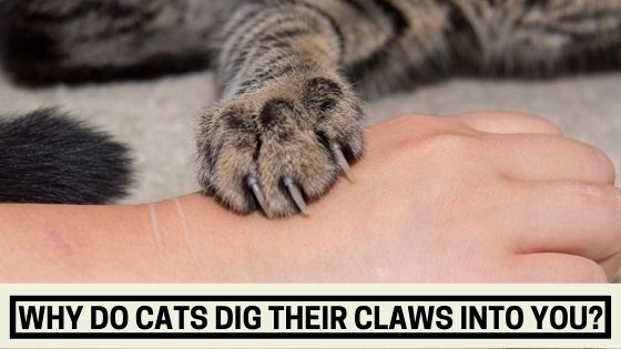 Why do Cats Dig Their Claws Into You?