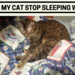 Why Did My Cat Stop Sleeping With Me
