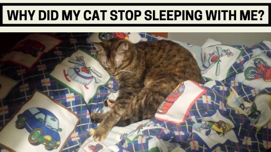 Why Did My Cat Stop Sleeping With Me - The Kitty Expert