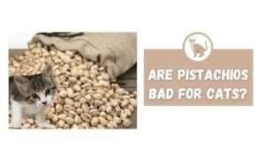 are pistachios bad for cats