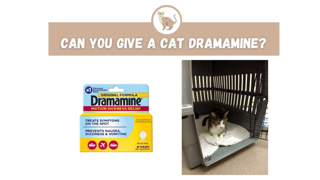 can you give a cat Dramamine