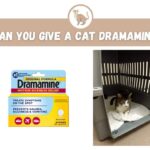 can you give a cat Dramamine