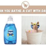 Can You Bathe a Cat With Dawn?