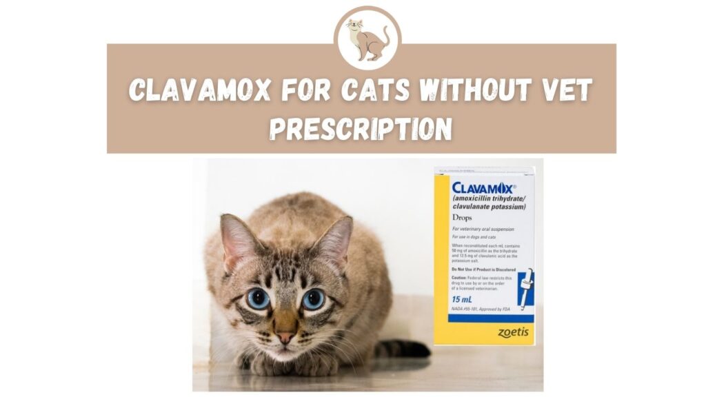 Clavamox for Cats Without Vet Prescription The Kitty Expert