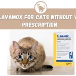 Clavamox for Cats Without Vet Prescription