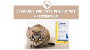 Clavamox for Cats Without Vet Prescription