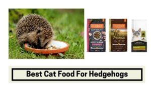 Best Cat Food for Hedgehogs
