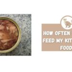 How Often Should I Feed My Kitten Wet Food?