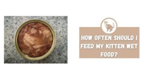 How Often Should I Feed My Kitten Wet Food?