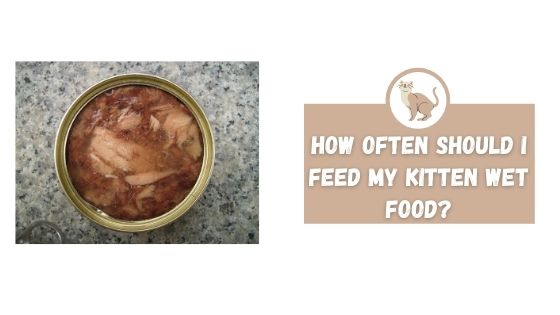 How Often Should I Feed My Kitten Wet Food? - The Kitty Expert