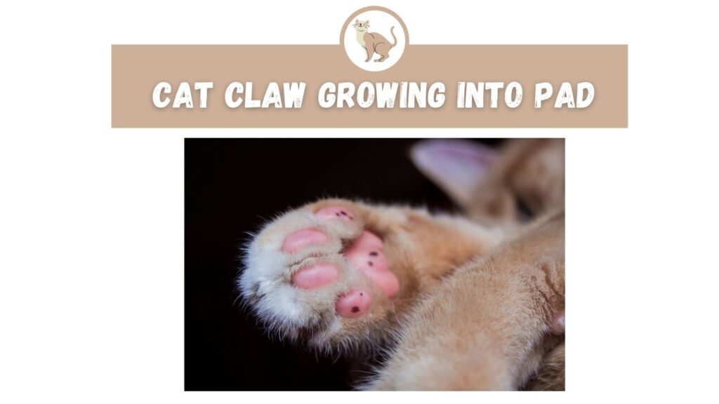 cat claw growing into pad