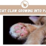 cat claw growing into pad
