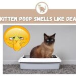 Kitten Poop Smells Like Death