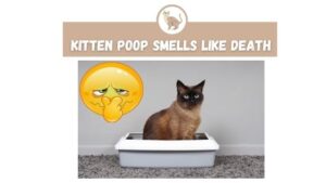 Kitten Poop Smells Like Death