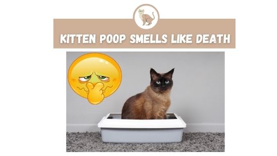 Kitten Poop Smells Like Death The Kitty Expert